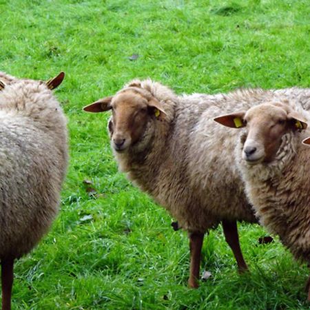 Naturhof Buschwiesen - Wohnung Lama Wilsum Exteriör bild