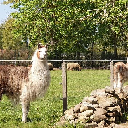 Naturhof Buschwiesen - Wohnung Lama Wilsum Exteriör bild