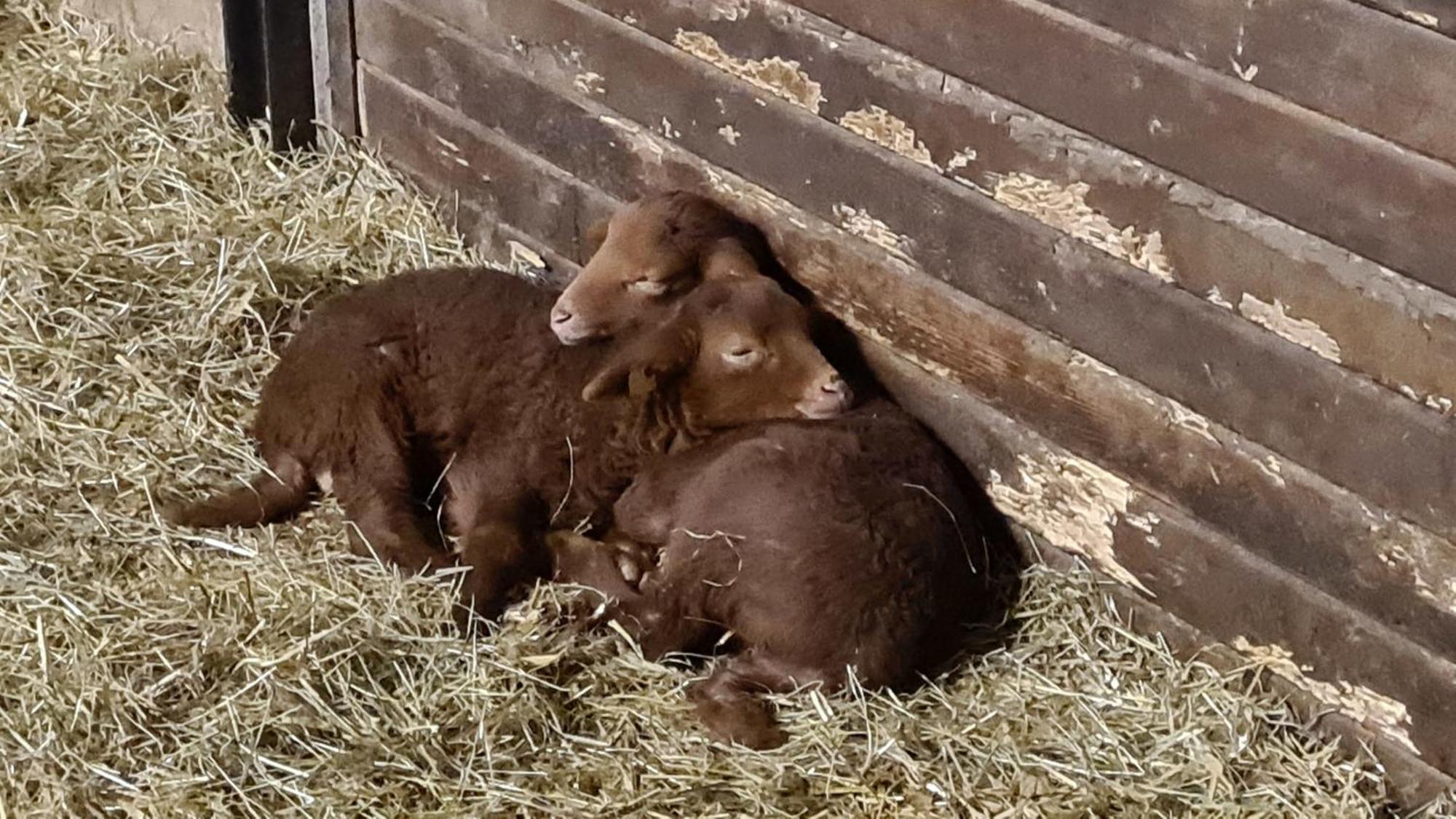 Naturhof Buschwiesen - Wohnung Lama Wilsum Exteriör bild