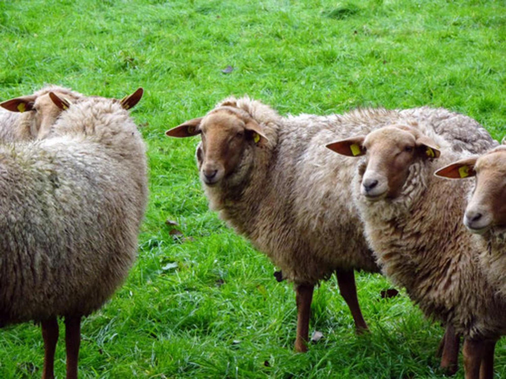 Naturhof Buschwiesen - Wohnung Lama Wilsum Exteriör bild