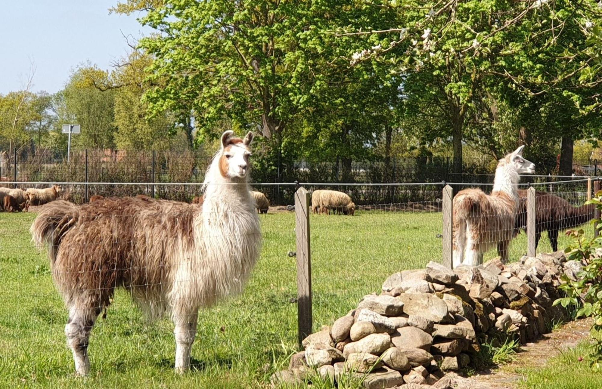 Naturhof Buschwiesen - Wohnung Lama Wilsum Exteriör bild