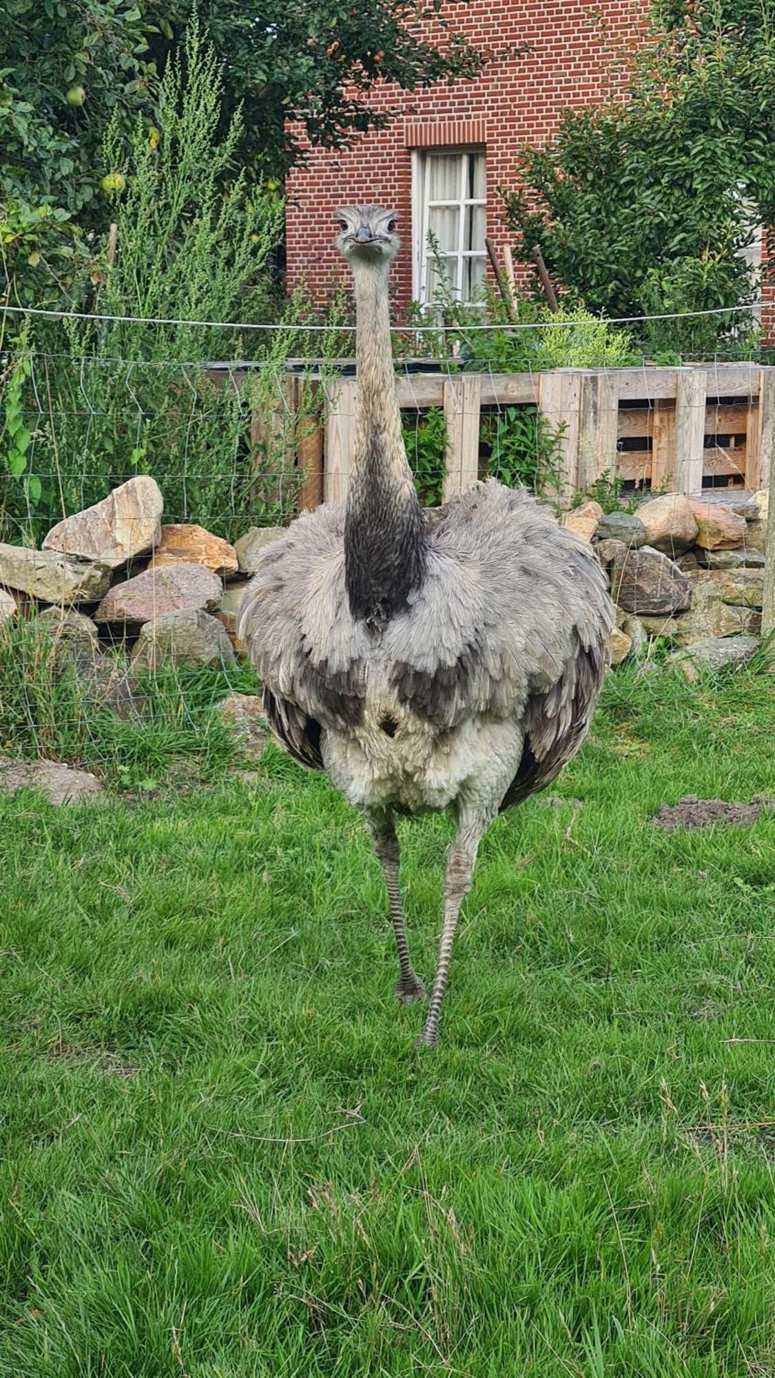 Naturhof Buschwiesen - Wohnung Lama Wilsum Exteriör bild